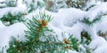 Winter beauty concept in the snowy fir forest