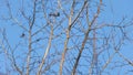 Winter Beauty: Leafless Tree Branches Against a Blue Sky Royalty Free Stock Photo