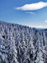 Winter beauty over the snowy trees in the mountain Royalty Free Stock Photo