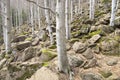 Winter beech Royalty Free Stock Photo