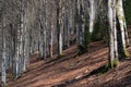 Winter Beech forest in autumn