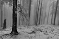 Winter beech forest with fog Royalty Free Stock Photo