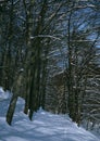 Winter beech forest walk Royalty Free Stock Photo