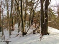 Winter beech and pine forest Royalty Free Stock Photo