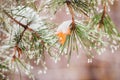 Winter begins. Autumn yellow maple leaf stuck on a pine-tree branch under first freezing rain Royalty Free Stock Photo