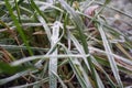 Ice cristals on frozen grass in the garden