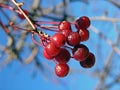 Winter Berries Royalty Free Stock Photo