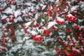 Winter berries, covered with snow, hang on a branch of Cotoneaster with green leaves. Royalty Free Stock Photo