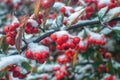 Winter berries, covered with snow, hang on a branch of Cotoneaster with green leaves. Snow Covered Red Berries Royalty Free Stock Photo