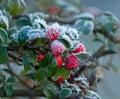 Winter Berries and Frost Royalty Free Stock Photo