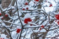 Berries on a tree under the snow!