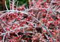 Winter berries, Germany Royalty Free Stock Photo