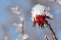 Frozen rose hips on a branch under a `cap` of white sparkling snow in the sun. Royalty Free Stock Photo