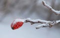 Winter Berries Rose Hip Royalty Free Stock Photo