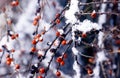 Winter berries in snow Royalty Free Stock Photo