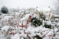 Winter berries in snow background