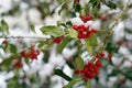 Winter Berries - snow covered bunches of ripe red cotoneaster berries on a winter day and frost on the branches. Winter Scene Royalty Free Stock Photo