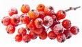 Winter Berries Sprig Red Rowans Covered in Frost on White Background Royalty Free Stock Photo