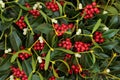 Winter Berry Holly and Mistletoe