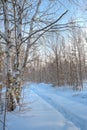 Winter birch forest Royalty Free Stock Photo