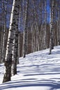 Winter birch forest Royalty Free Stock Photo