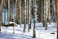 Winter birch forest background Royalty Free Stock Photo