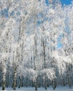 Winter birch forest on blue sky Royalty Free Stock Photo