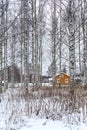 Winter birch forest landscape in Finland