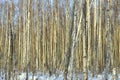 The Winter birch forest