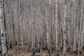 Winter birch forest Royalty Free Stock Photo