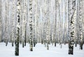 Winter birch forest Royalty Free Stock Photo