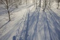Winter birch forest, traces of skis in deep snow