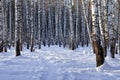 Winter birch grove Royalty Free Stock Photo