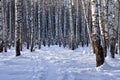 Winter birch grove