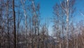 Winter birch grove. Against the background of the blue sky, white trunks, bare branches. Royalty Free Stock Photo