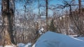 Winter birch grove on the background of blue sky and river. Royalty Free Stock Photo