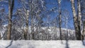Winter birch grove. A layer of snow on the branches Royalty Free Stock Photo