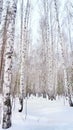 Winter birch grove Royalty Free Stock Photo