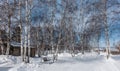 Winter birch grove. Trunks and bare branches against the blue sky. Royalty Free Stock Photo