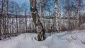 Winter birch grove. White trunks and bare branches against the blue sky. Royalty Free Stock Photo