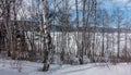 Winter birch grove. White trunks and bare branches against a blue sky Royalty Free Stock Photo