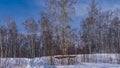 Winter birch grove. White trunks and bare branches of trees against the blue sky Royalty Free Stock Photo