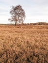 Winter birch on heathland