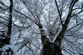 Winter birch tree from below at Umedalen in Umea Royalty Free Stock Photo