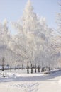 Winter birch trees alley