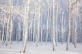 Winter birch trees with snow-covered branches in sunlight on a blue sky Royalty Free Stock Photo