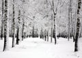 Winter birch trees in spring april day