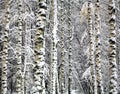 Winter birch trunks