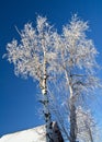 Winter birches Royalty Free Stock Photo
