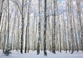 Winter birches against a blue sky with white clouds Royalty Free Stock Photo